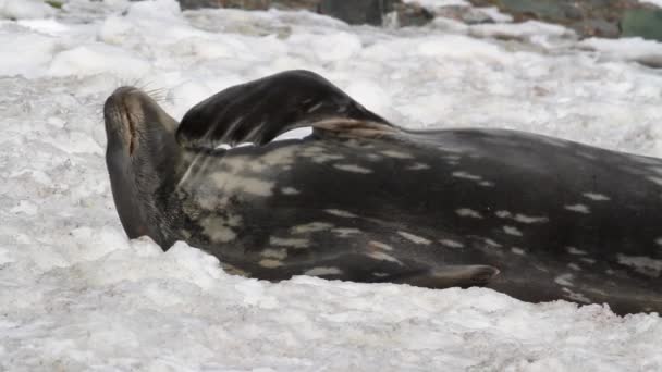 Weddell seal sova — Stockvideo