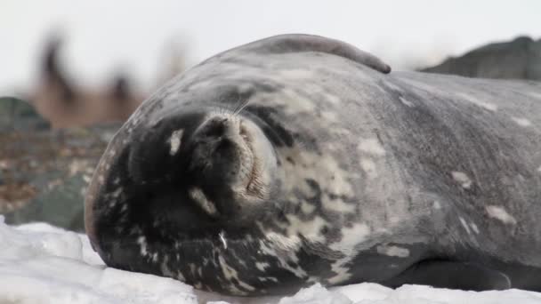 Weddell seal liggande — Stockvideo