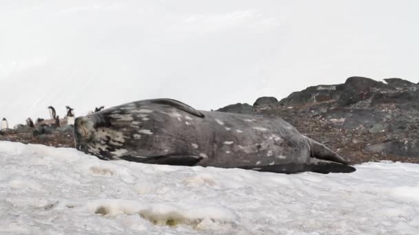 Weddell seal liggande — Stockvideo