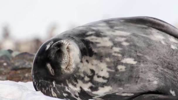Weddell seal sova — Stockvideo