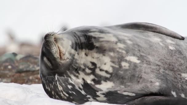 Weddell seal sleeping