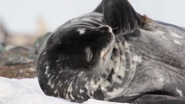 Спящий тюлень — стоковое видео