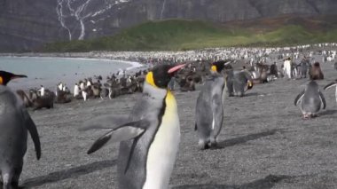 Penguenler koloni grup