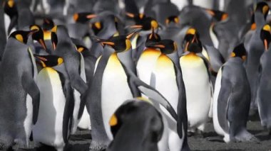 Penguenler koloni grup