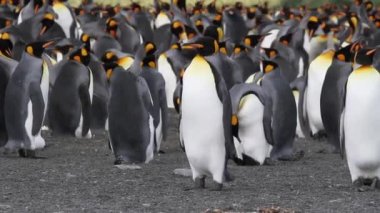 Penguenler koloni grup