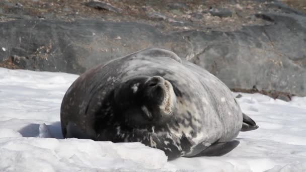 Weddell seal sova — Stockvideo