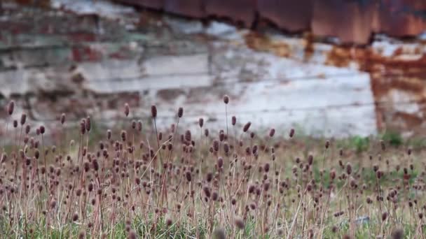 South Georgia weeds — стокове відео