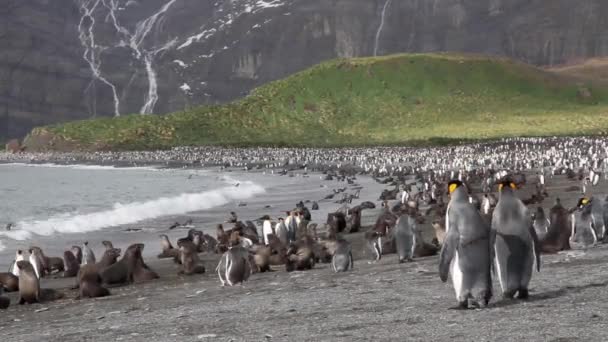 Gruppen av pingviner kolonin — Stockvideo