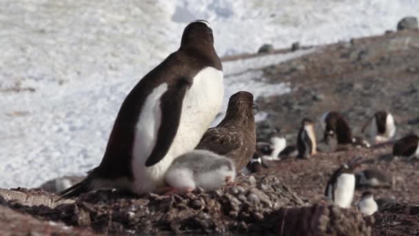 Grupo de pingüinos con polluelos — Vídeo de stock