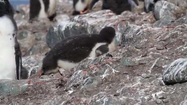 Пингвины лежат на скалах — стоковое видео