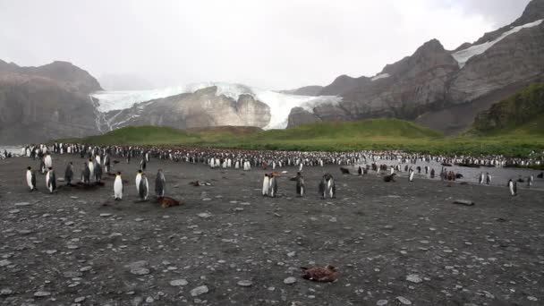 Grupo de pingüinos colonia — Vídeo de stock