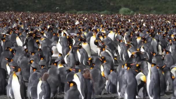 Grupo de pingüinos colonia — Vídeo de stock