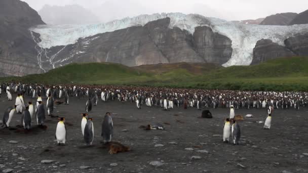 群的企鹅殖民地 — 图库视频影像