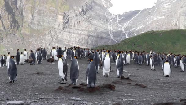 Grupo de pingüinos colonia — Vídeos de Stock
