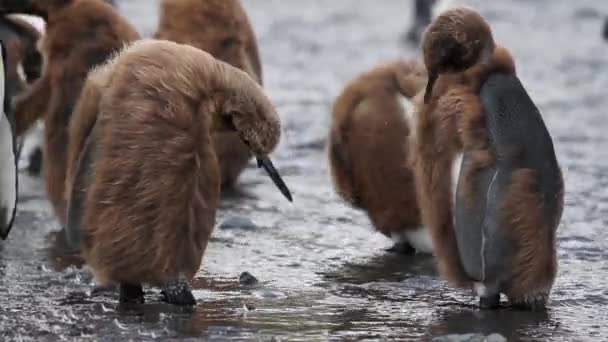 Королівські пінгвіни дряпаються і очищаються — стокове відео