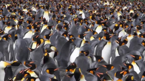 Grupo de pinguins colônia — Vídeo de Stock