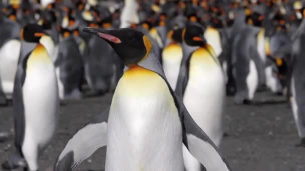 Grupo de pingüinos colonia — Vídeo de stock