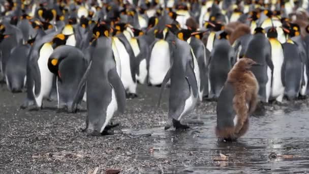 Groep pinguïns kolonie — Stockvideo