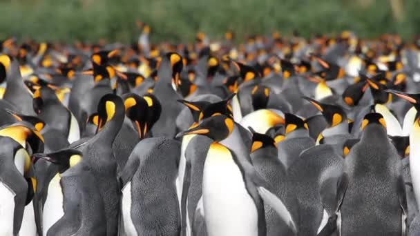 Gruppe von Pinguinkolonien — Stockvideo