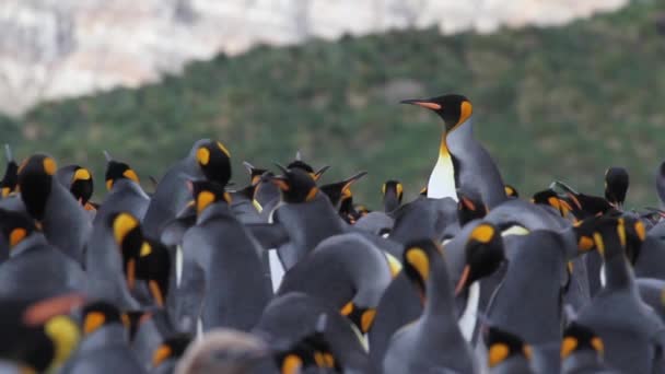 Groep pinguïns kolonie — Stockvideo