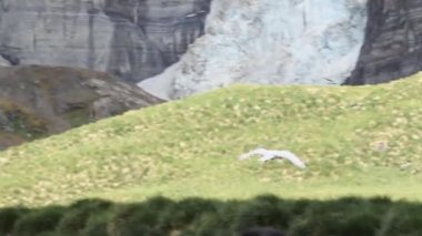 Kuş uçmak üzerine Kral penguenler