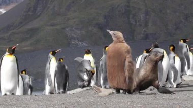 mühürler Kral tarafından penguenler çevrili.
