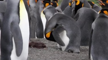 Penguen gagasını temizlemekte ve temiz