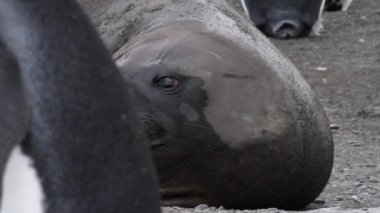 Deniz fili Kral tarafından penguenler çevrili.