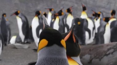Kral penguen kolonisi