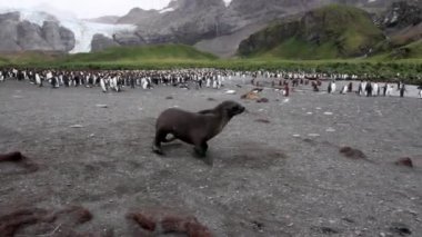 Fok Kral tarafından penguenler çevrili.
