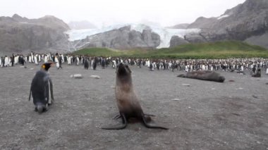 Kral penguen kolonisi