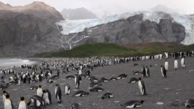 Kral penguen kolonisi