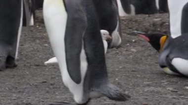 Sheathbill Kral tarafından penguenler çevrili.