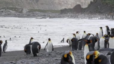 Kral penguenler koloni su