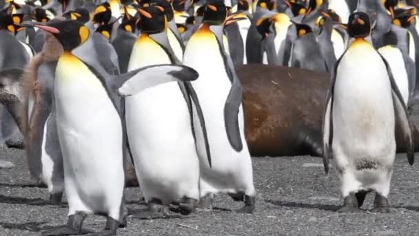 Focas rodeadas de pingüinos rey — Vídeos de Stock