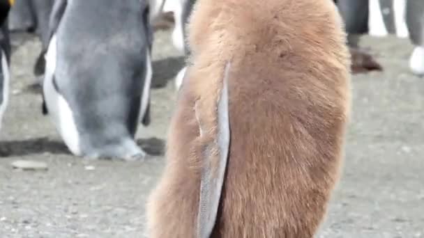 Бурый пингвин стоит — стоковое видео