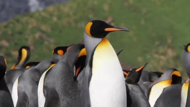 Colônia de pinguins-rei — Vídeo de Stock