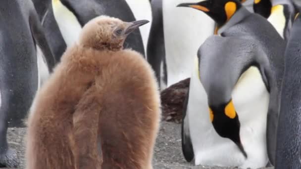 Καφέ penguin στέκεται — Αρχείο Βίντεο