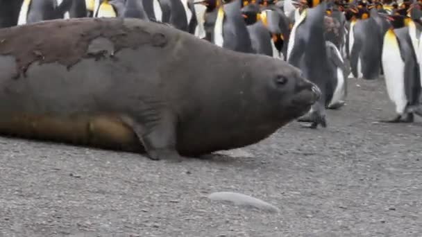 Guarnizione strisciante circondato da pinguini re — Video Stock