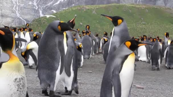 Král kolonie tučňáků s kuřaty