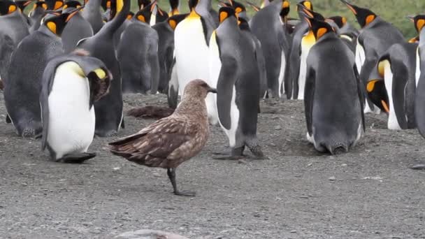 Södra labb med kung pingviner — Stockvideo