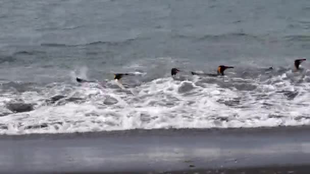 Pinguins rei deriva em ondas — Vídeo de Stock