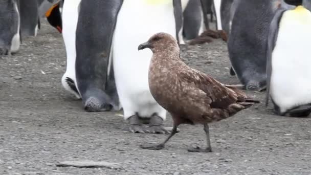 Южный Скуа с пингвинами — стоковое видео