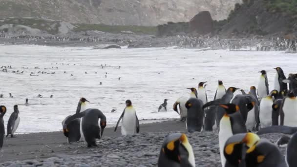 Βασιλικοί πιγκουίνοι αποικία στο νερό — Αρχείο Βίντεο