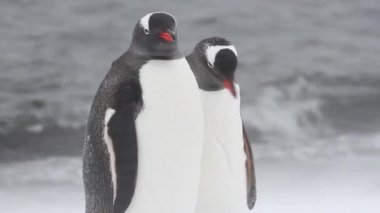 Kıyıda aşağılık penguenler Kral