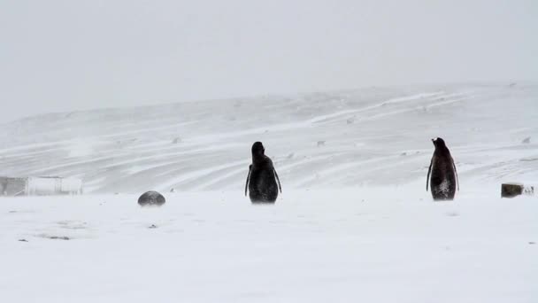 Gentoo pingviner i stormen — Stockvideo