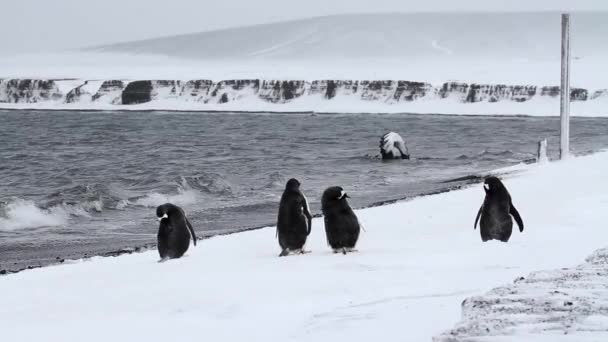 Gentoo Pinguine im Sturm — Stockvideo