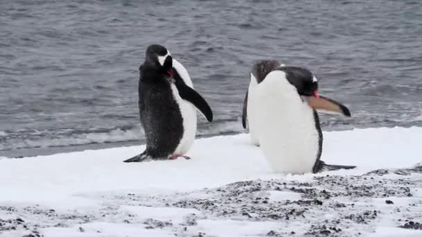 Koning pinguïns preening op oever — Stockvideo