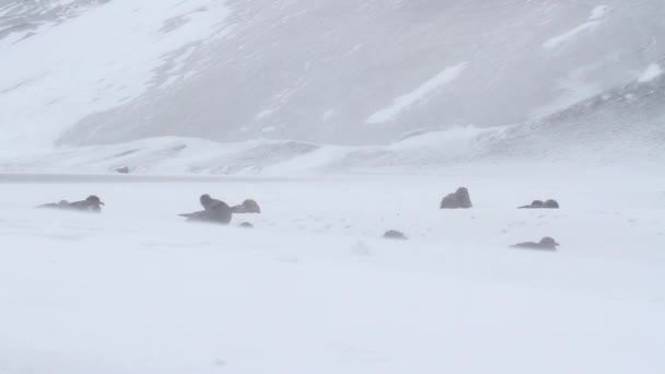 Jižní Skua v bouřlivé počasí — Stock video