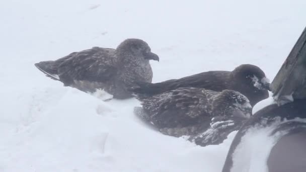 Νότια Skua στο θυελλώδη καιρό — Αρχείο Βίντεο